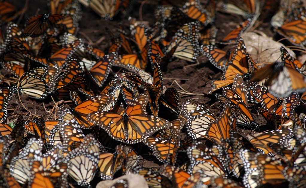 Monarch Butterflies keep coming to Mexico