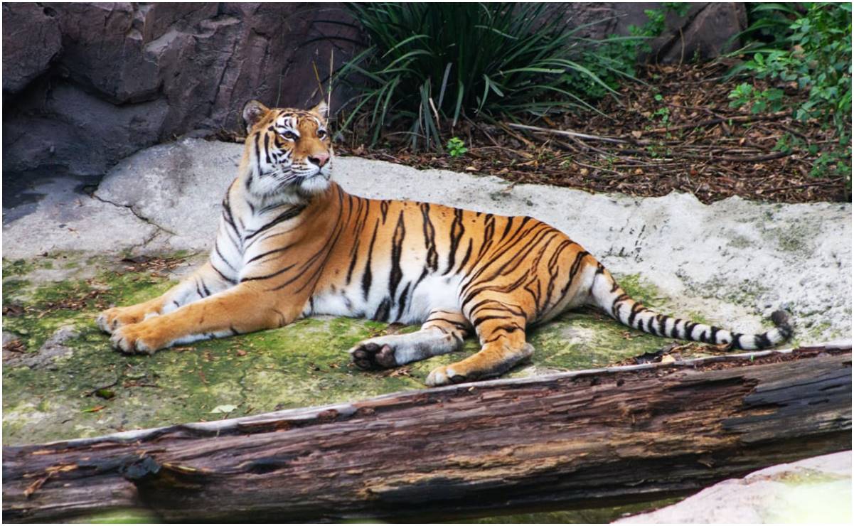 Fotos: Así luce "Tora", tigresa rescatada del santuario Black Jaguar-White Tiger en el Ajusco
