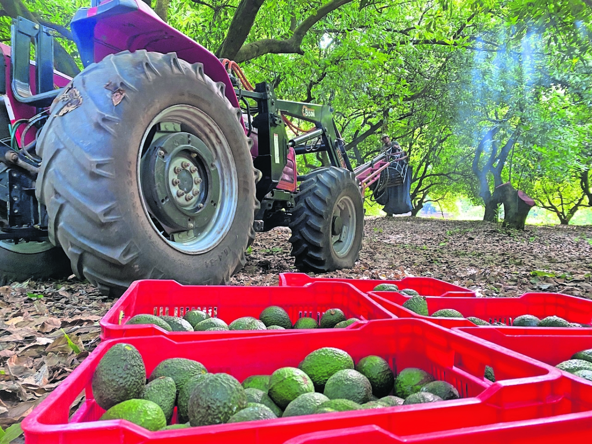 Delinean ruta para normalizar el envío de aguacates a EU