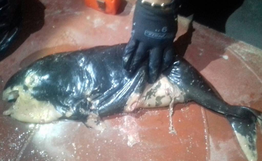 Indagan muerte de vaquita marina en Baja California