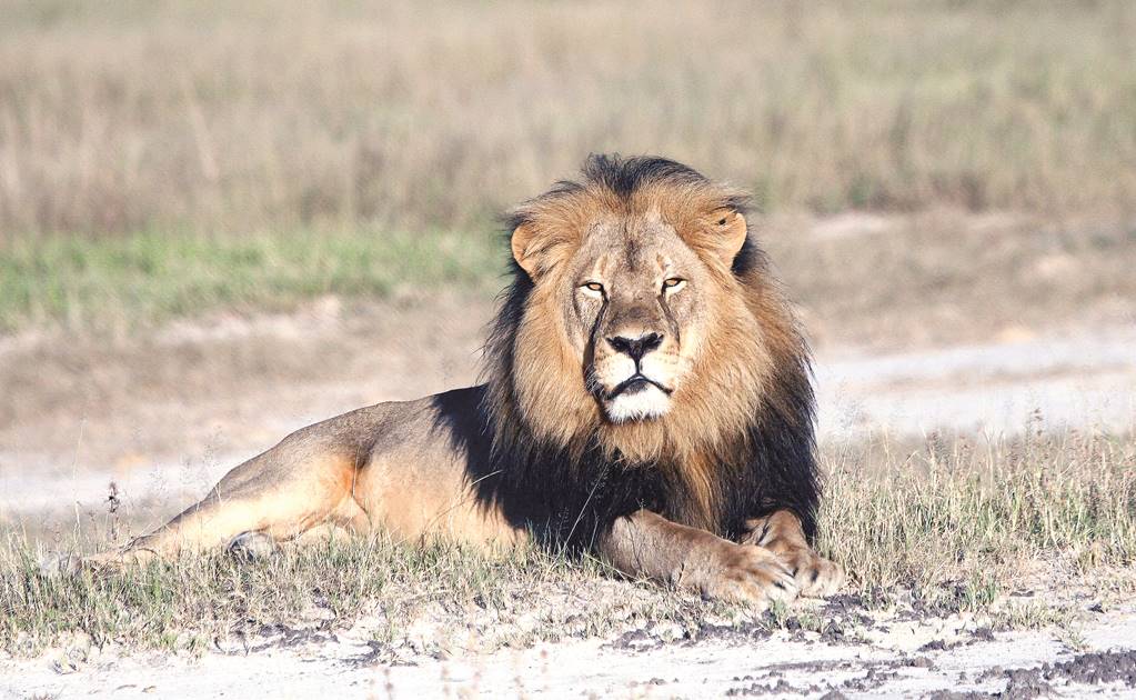 Capturan a leones que escaparon de parque nacional en Sudáfrica