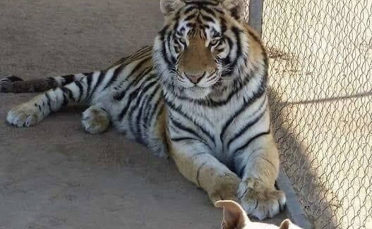 Se roban a Baluma, un tigre de bengala en Hermosillo, Sonora   