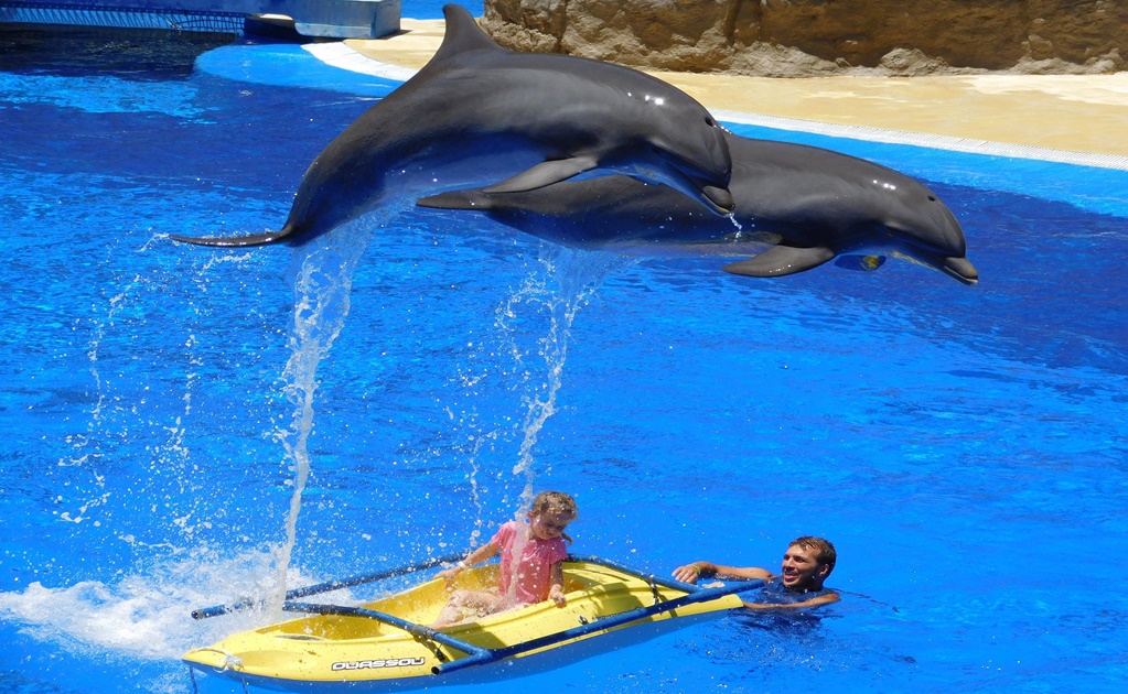 Senado alista prohibición de delfines y focas en espectáculos de entretenimiento
