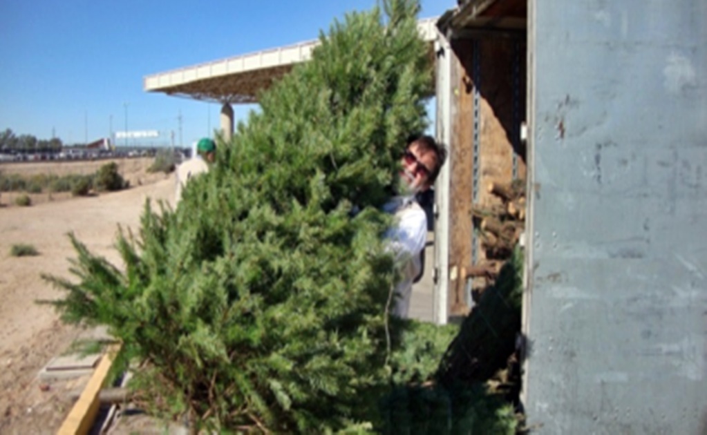 Frenan ingreso de más de 16 mil árboles de Navidad con plaga