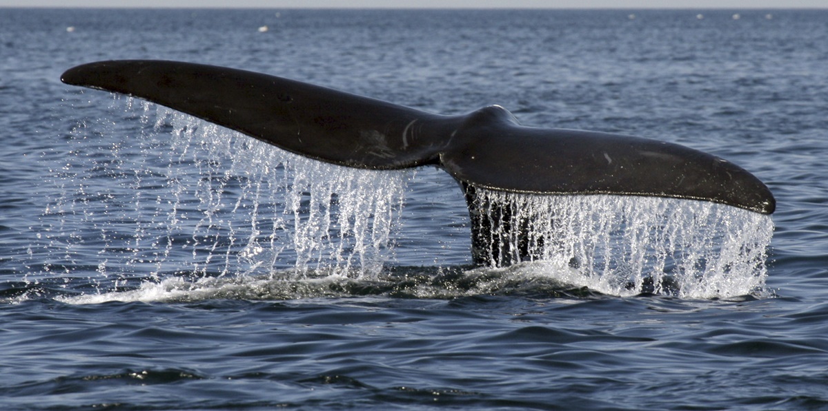 Recorre el santuario de ballenas en Boston con este tour