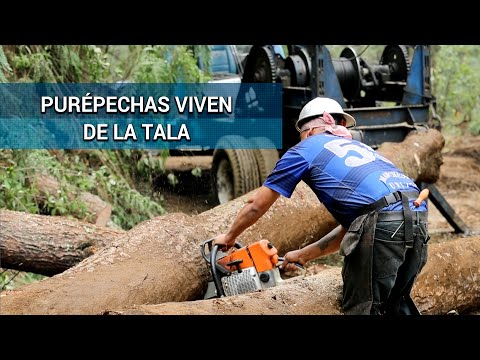 Tala legal, una realidad en Michoacán