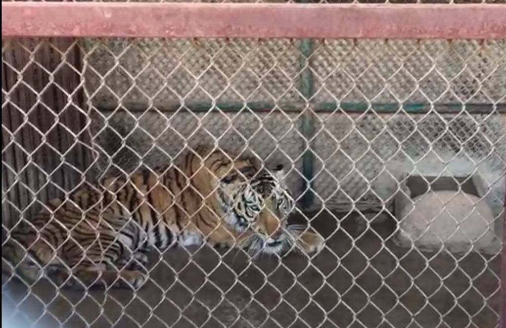 Actor reclama a Profepa custodia de tigre asegurado en Sonora