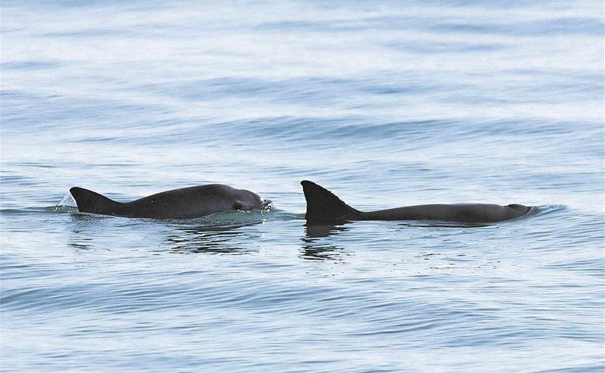En este sexenio, la última oportunidad para salvar a la vaquita marina, advierten biólogos