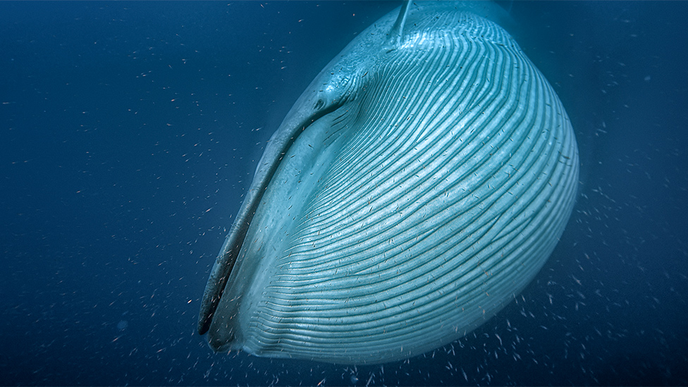 El satélite que ayuda a registrar la población de ballenas del mundo