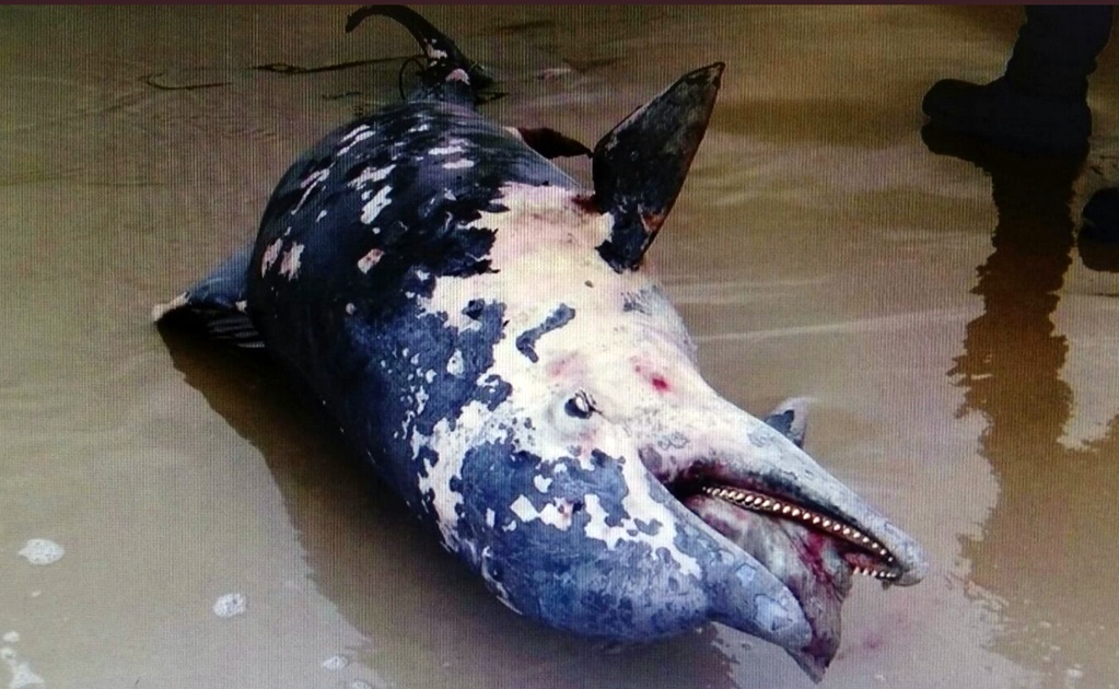 Hallan delfín muerto en Zona Naval de Tampico