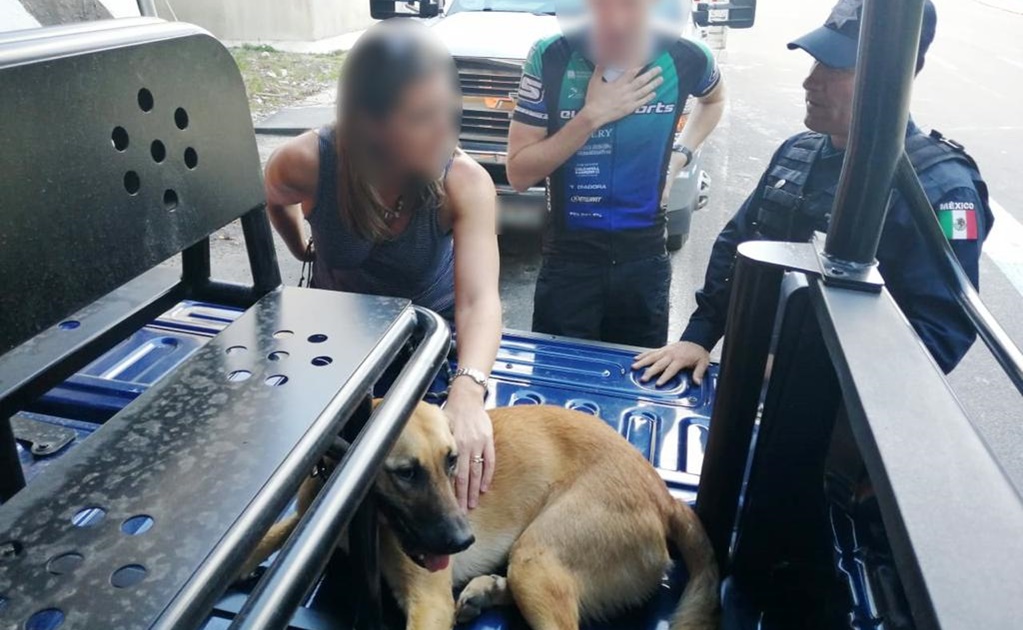 Rescatan lesionada a mascota de la embajadora del Reino Unido en México