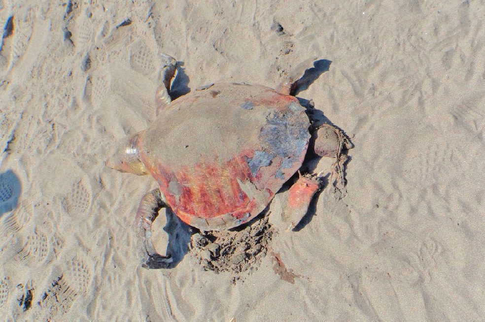 Suman 122 tortugas marinas muertas en la Costa chiapaneca; desconocen motivos