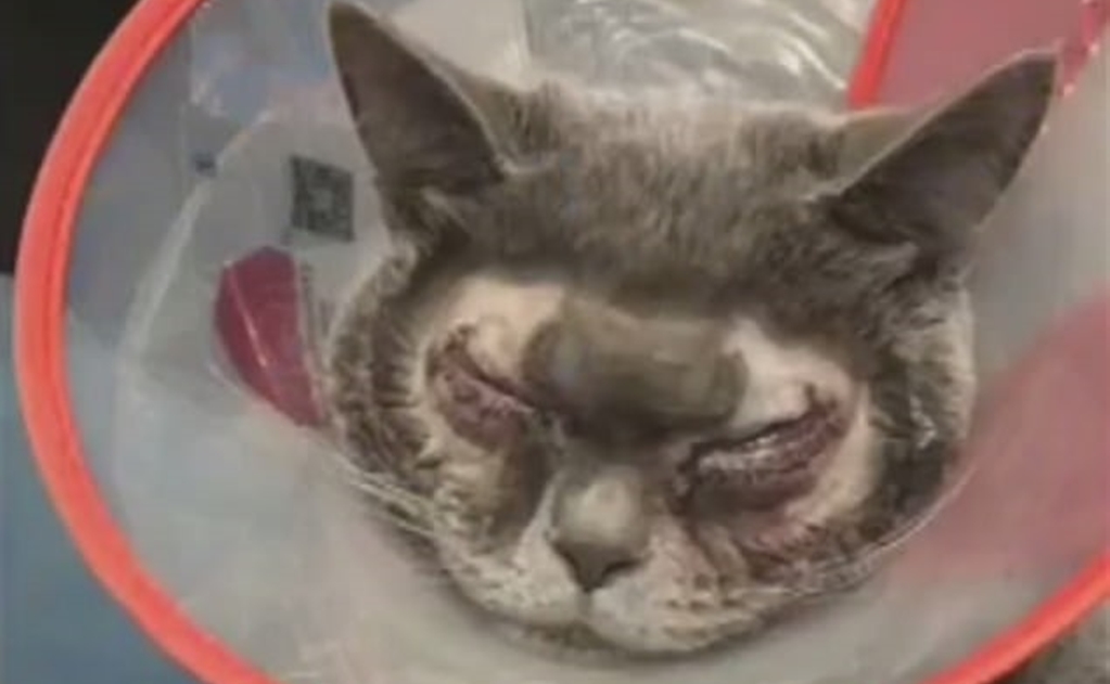 Mujer manda operar a su gato en China porque “no le gustaba la forma de sus ojos”