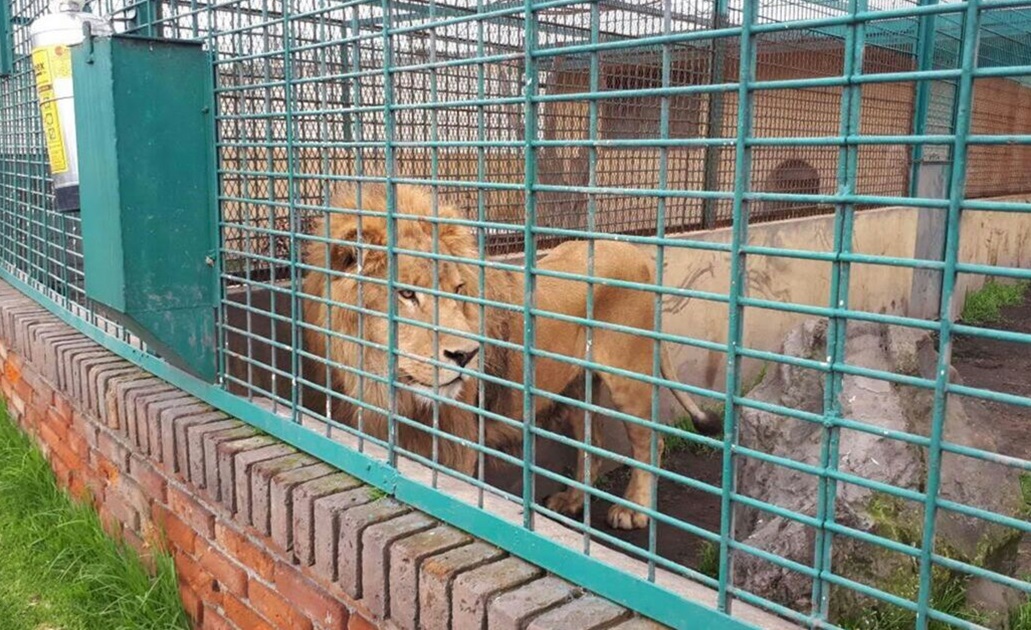 Asegura Profepa dos felinos en reserva silvestre del Edomex