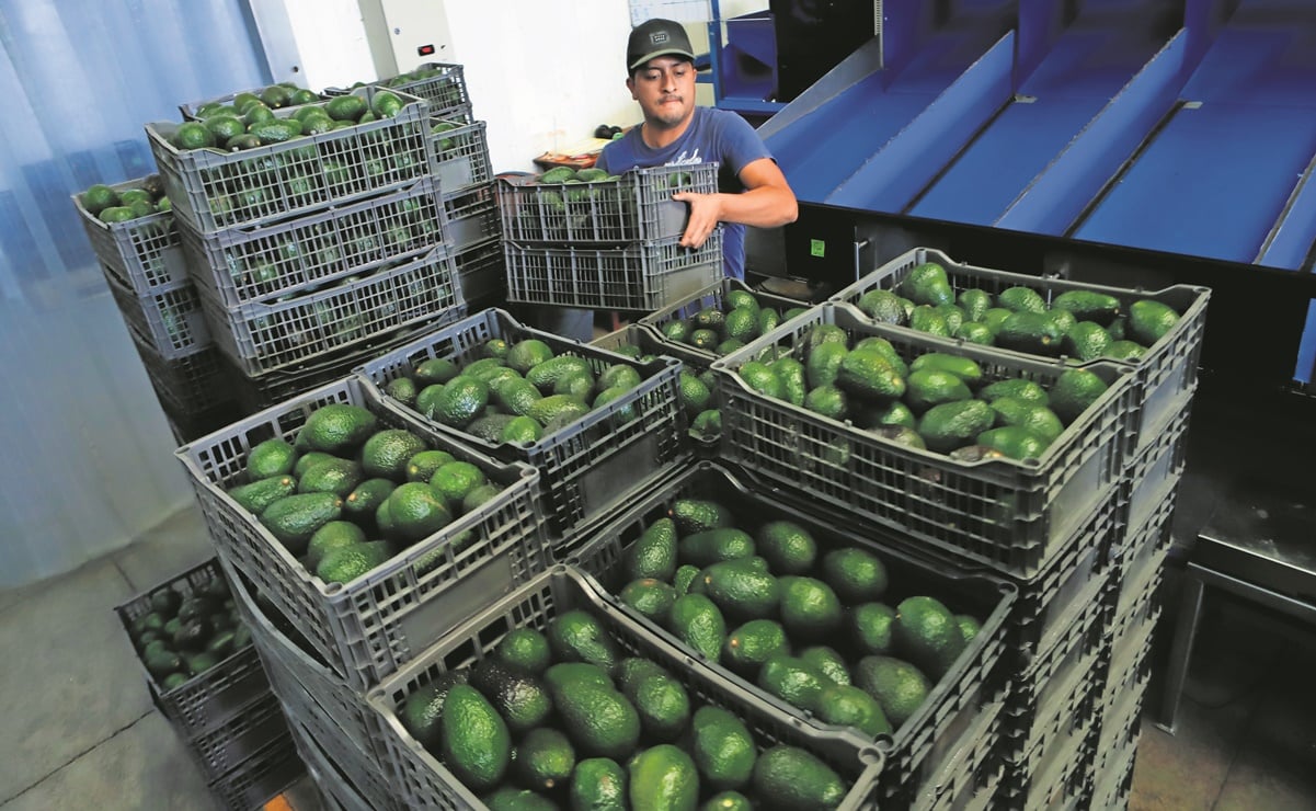 Aguacateros dan opción a EU para volver a exportar