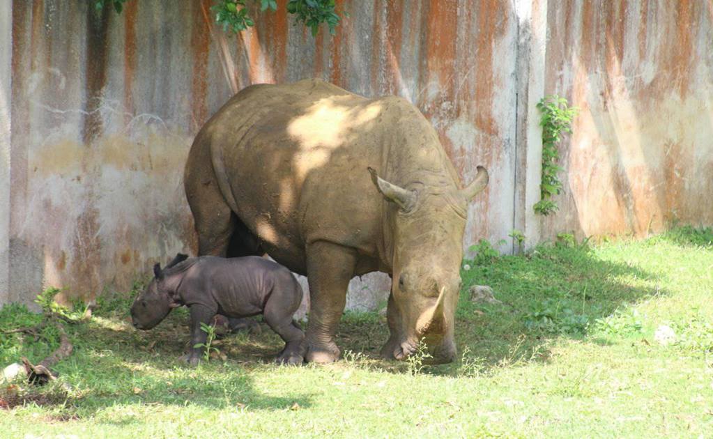 Nace en Cuba la primera cría de rinoceronte blanco en más de 15 años