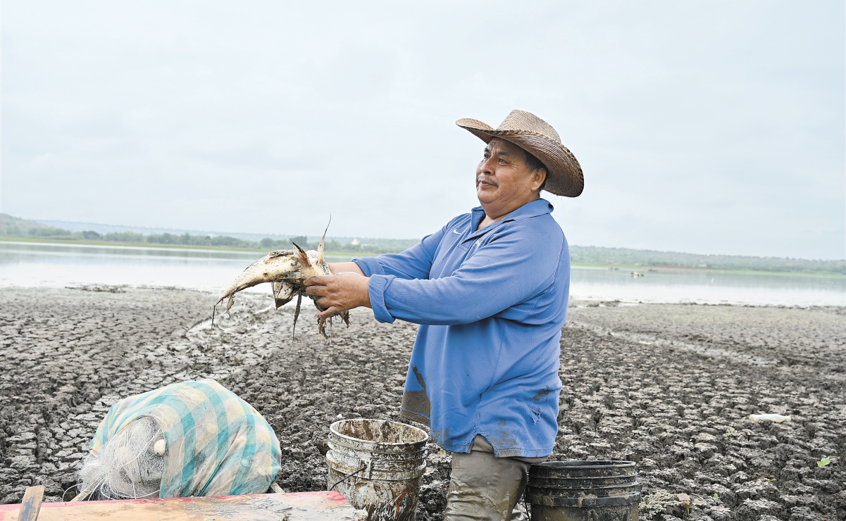 Laguna de Coatetelco muere, igual que sus peces