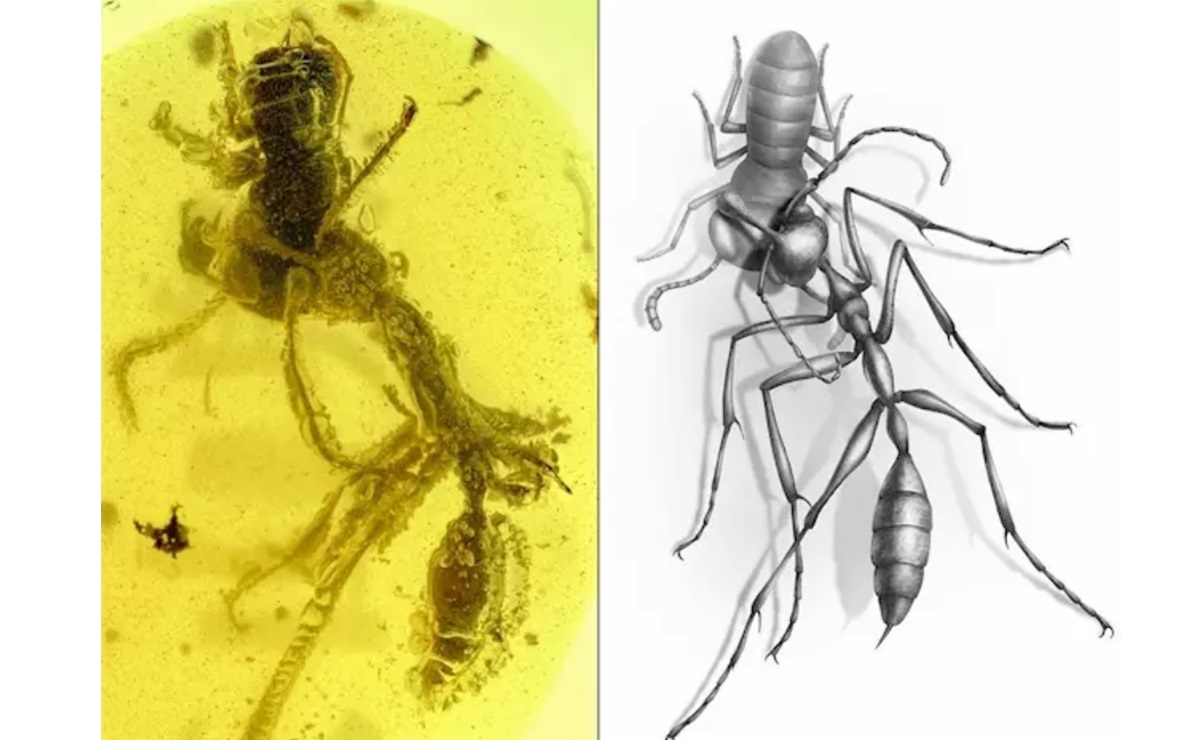 Fósil de "hormiga del infierno", en ámbar de 99 millones de años