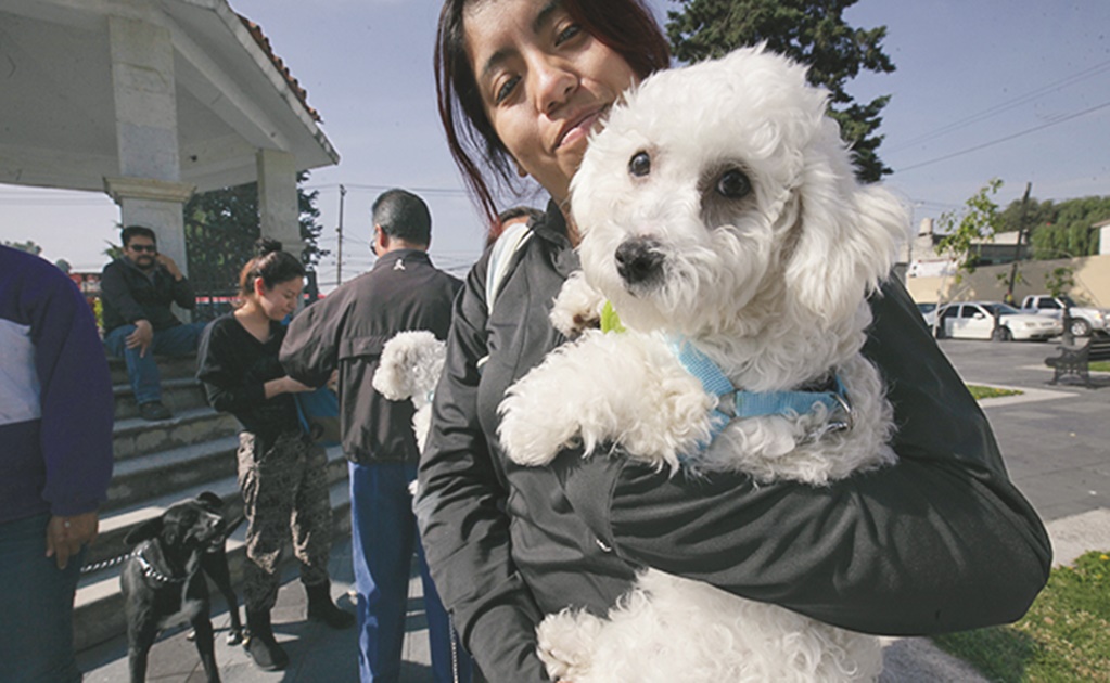 SCT emite norma para el transporte de mascotas en avión