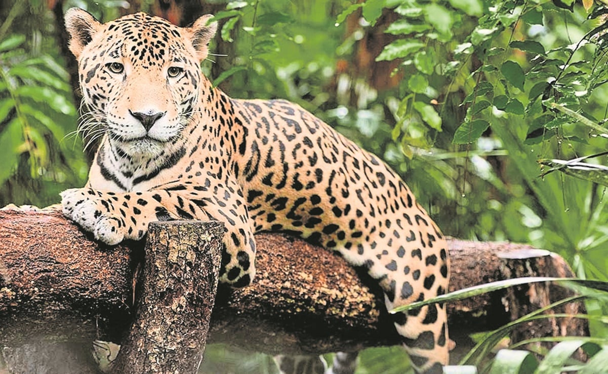 Población del jaguar en México aumenta 20% en 10 años