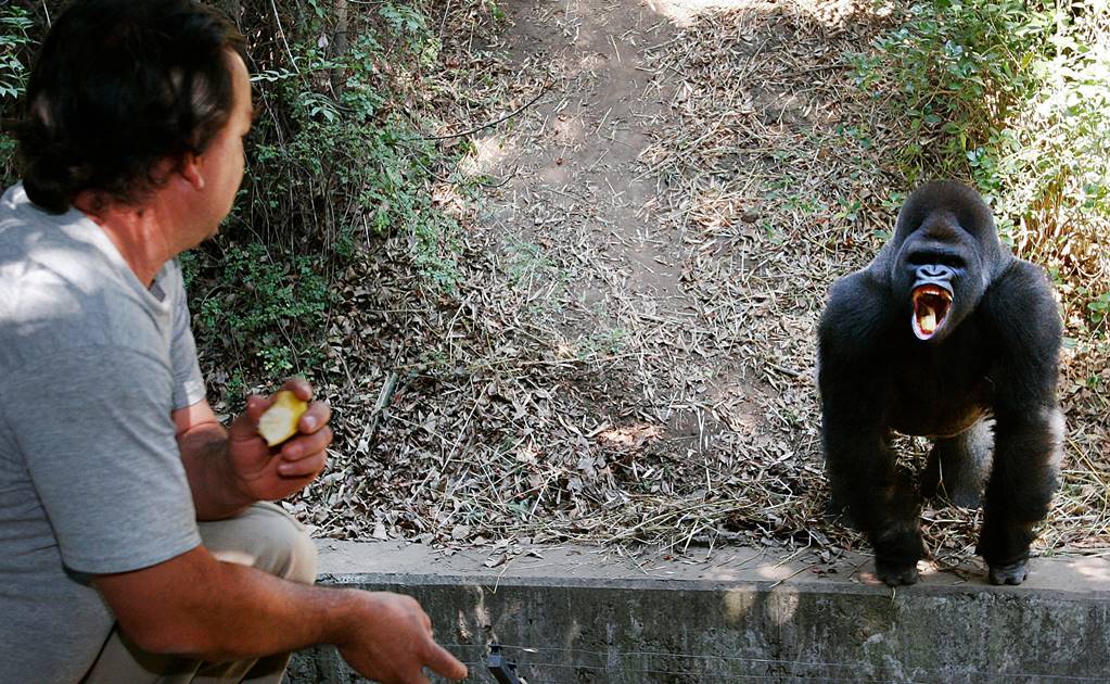 Suspenden a director de zoológicos tras muerte de Bantú