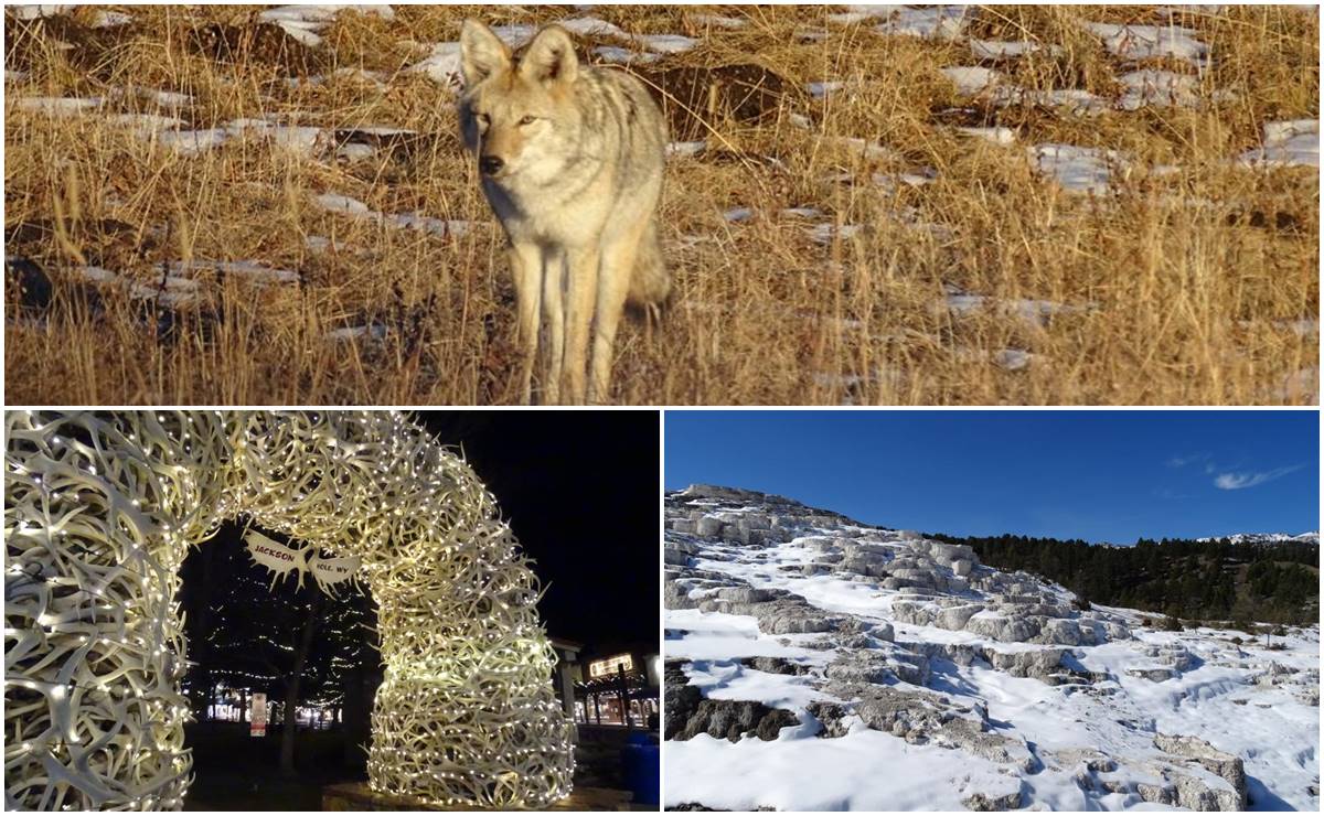 Festivales, tours salvajes y mucho esquí, lo mejor para hacer en Jackson Hole este invierno