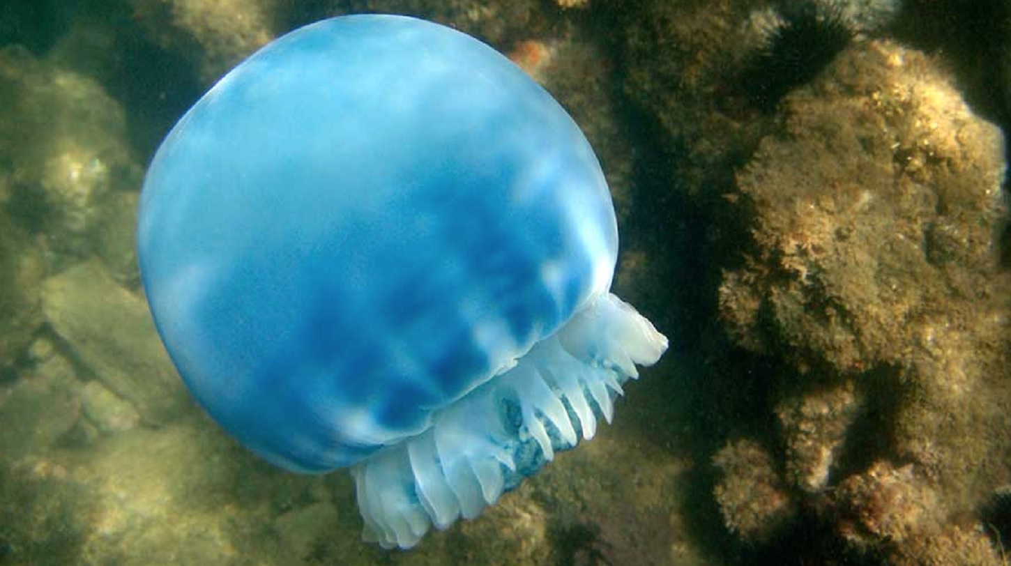 Cártel de Sinaloa se apropia del negocio de venta de medusa en Sonora, señala publicación de EU