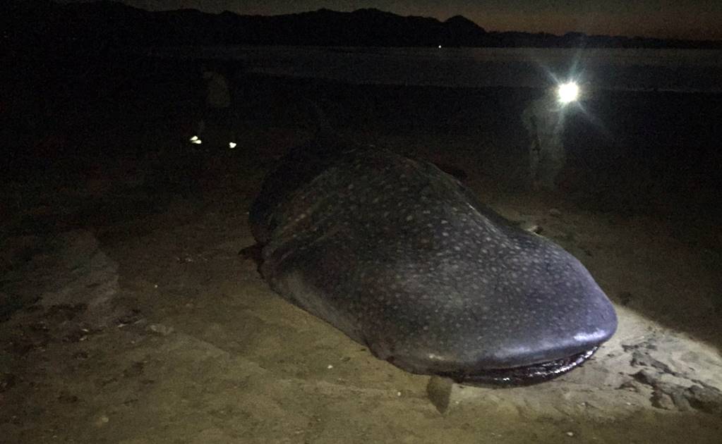 Hallan cuerpo de tiburón ballena en playas de BC