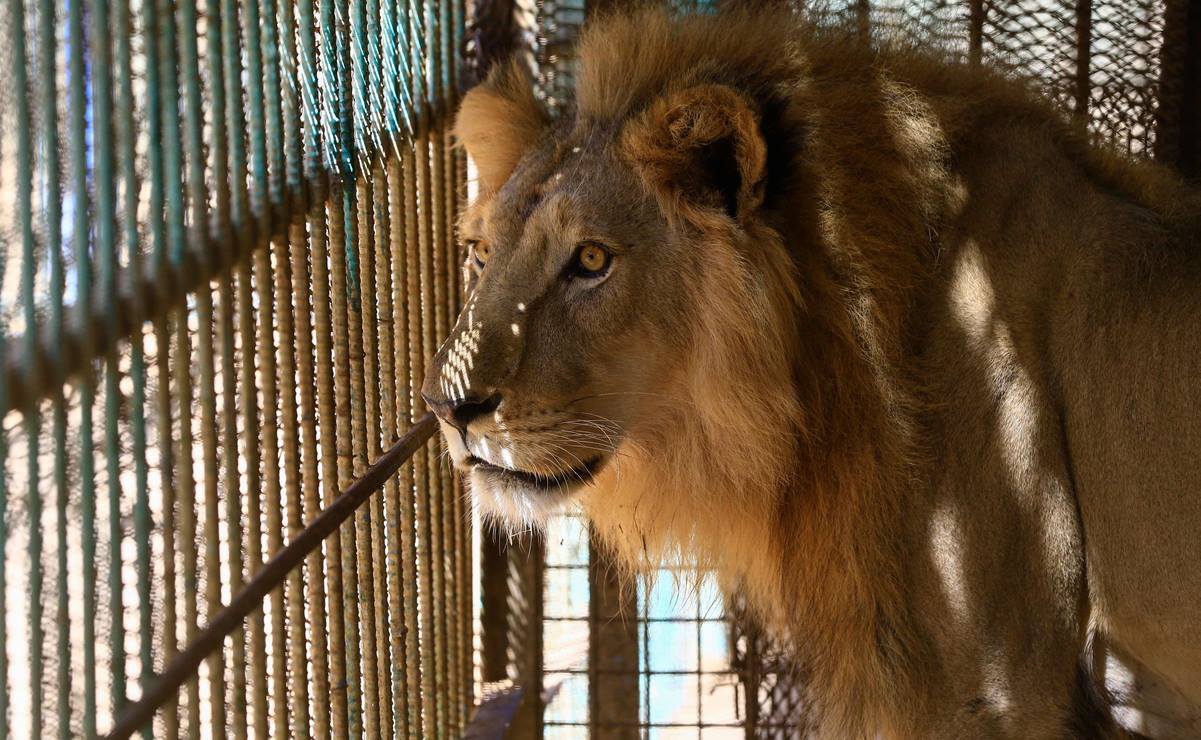 Muere uno de los cinco leones desnutridos de un zoológico en Sudán
