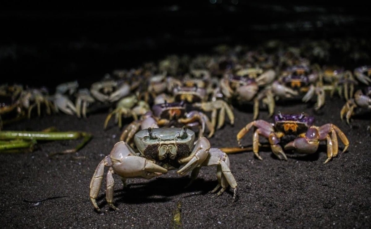 Misión: salvar al cangrejo azul en Veracruz