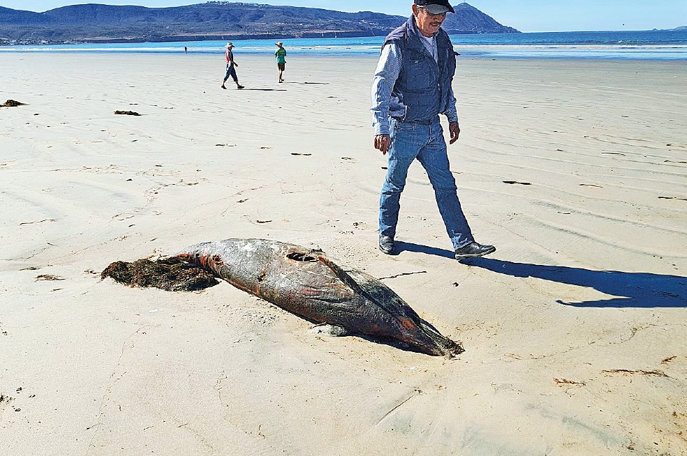 Halla Profepa dos delfines muertos en playas de Ensenada
