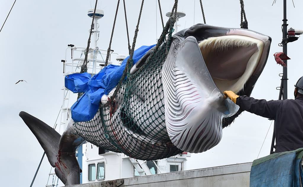 Tras reanudar caza, Japón vende carne de ballena hasta en 140 dólares