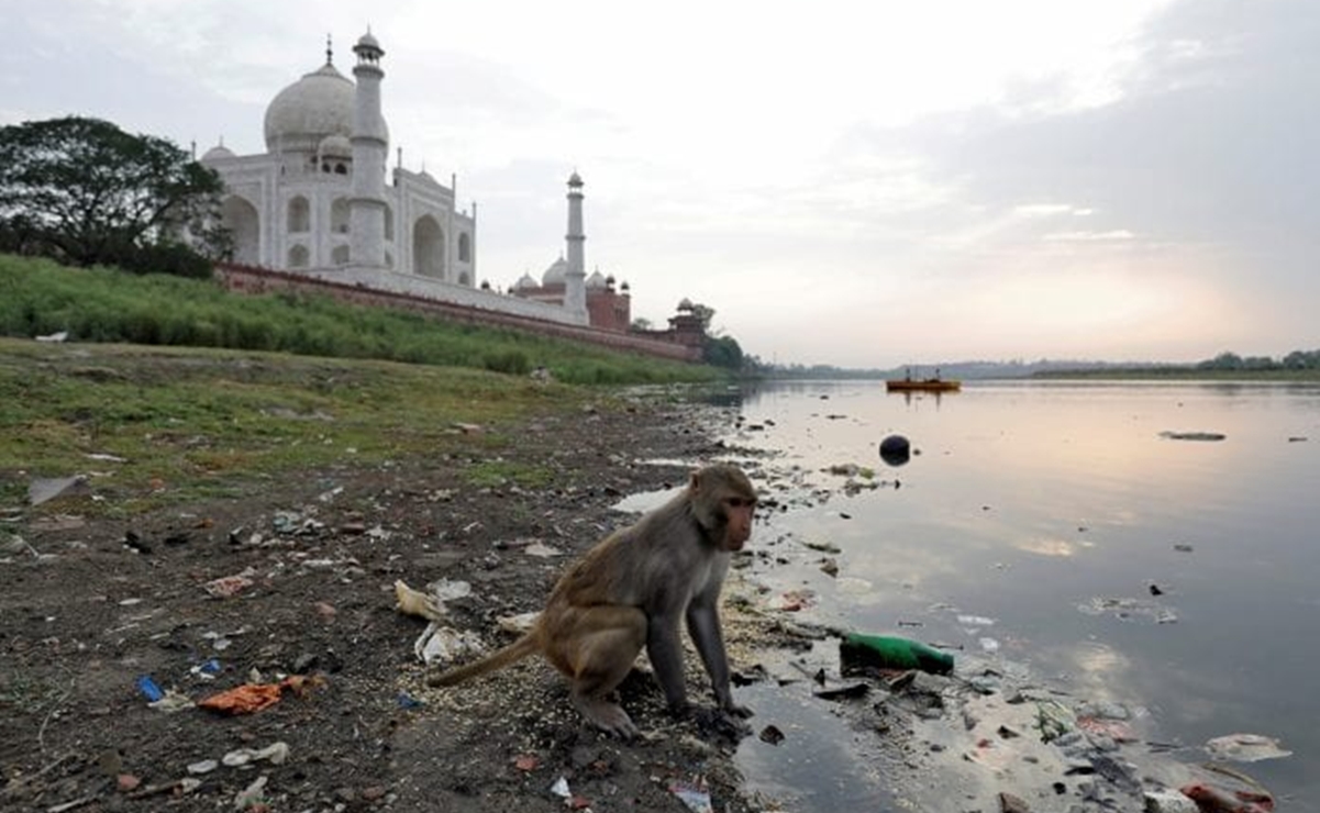 Mono ataca y mata a bebé de 4 meses con una piedra en India 