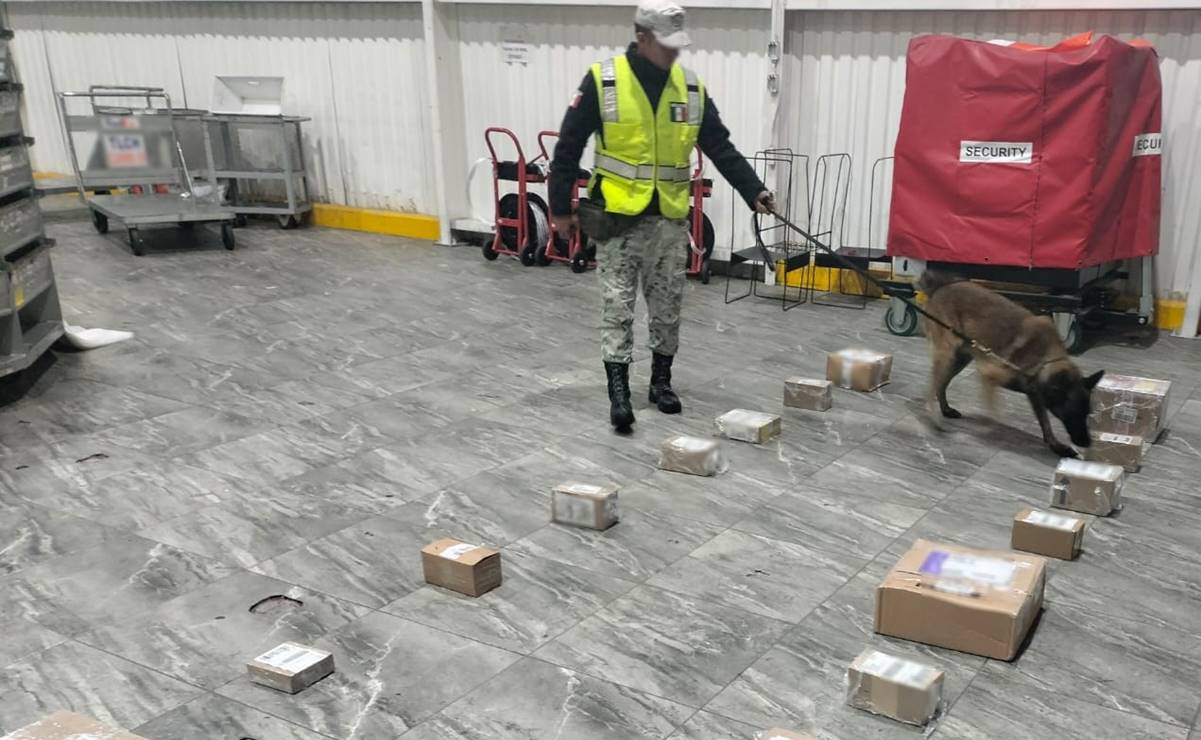 Binomio canino de la GN localiza 16 paquetes de marihuana en aeropuerto de Toluca