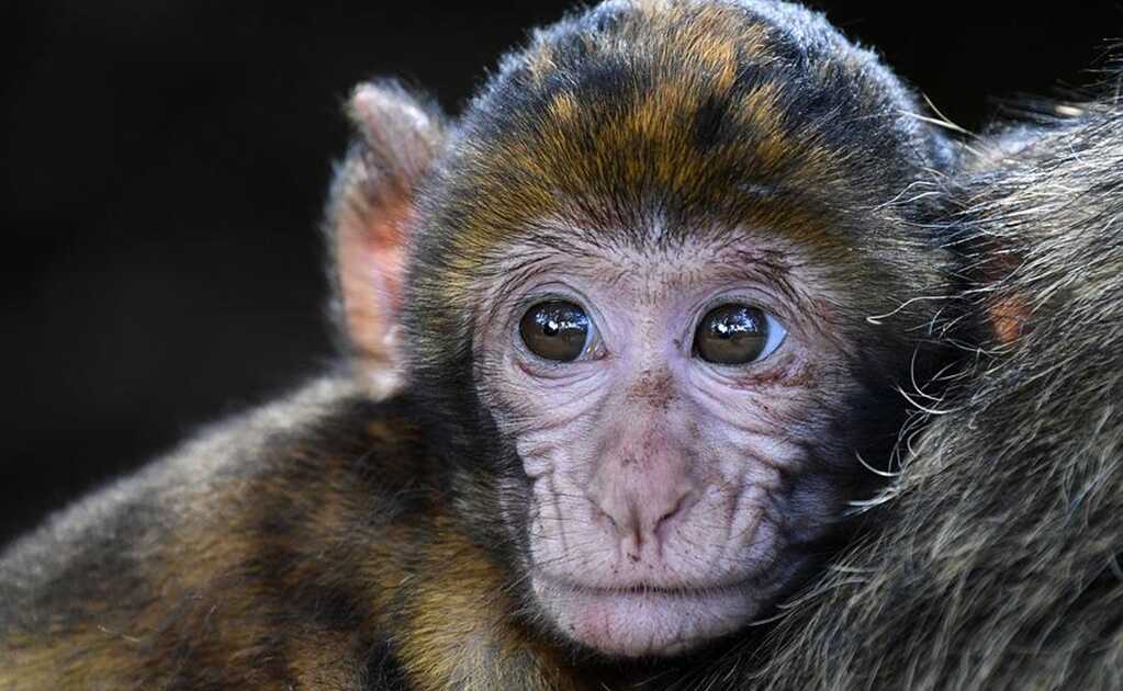 OMS busca esclarecer casos de viruela del mono detectados en Reino Unido 