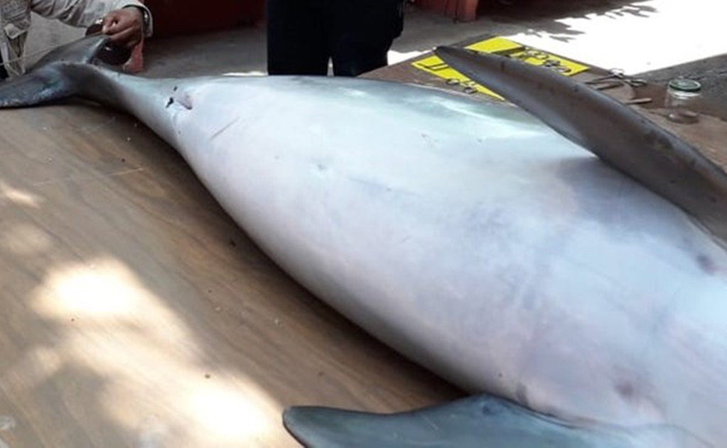 Profepa atiende varamiento de delfín muerto en playa de Veracruz