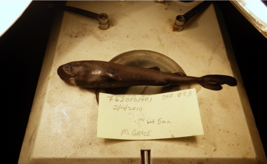 Pocket Shark: new species found in the Gulf of Mexico