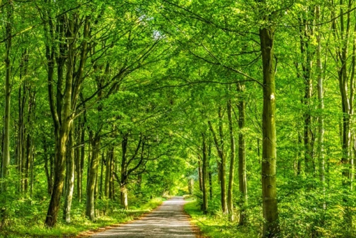 5 bosques espectaculares del mundo