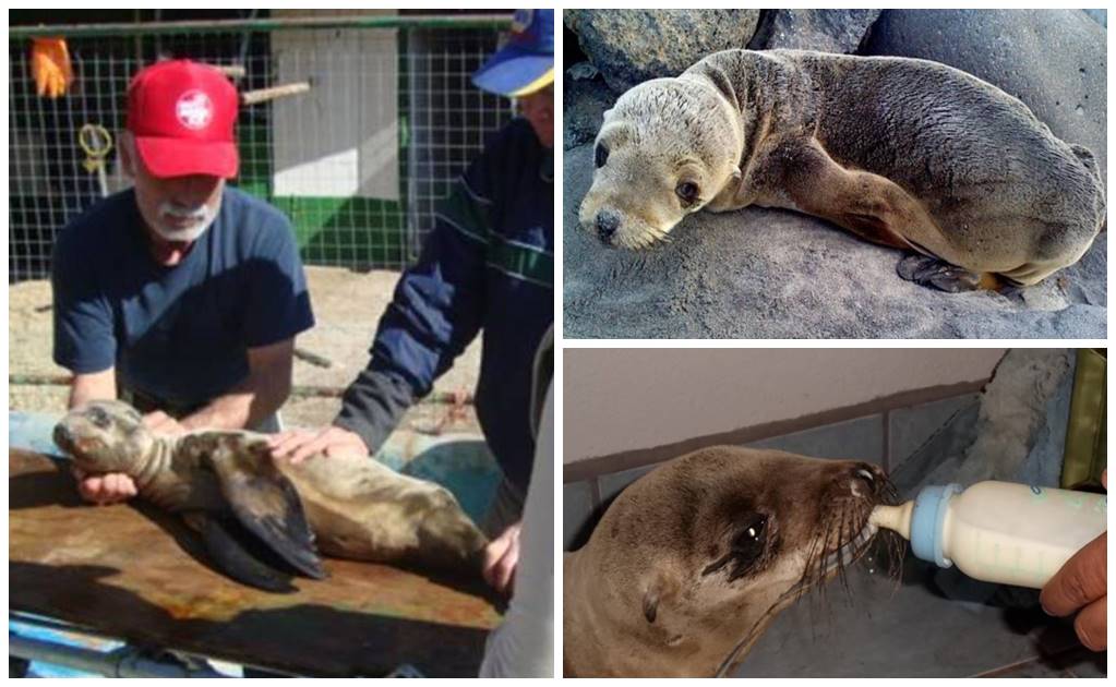 Rescatan cría de lobo marino en Baja California