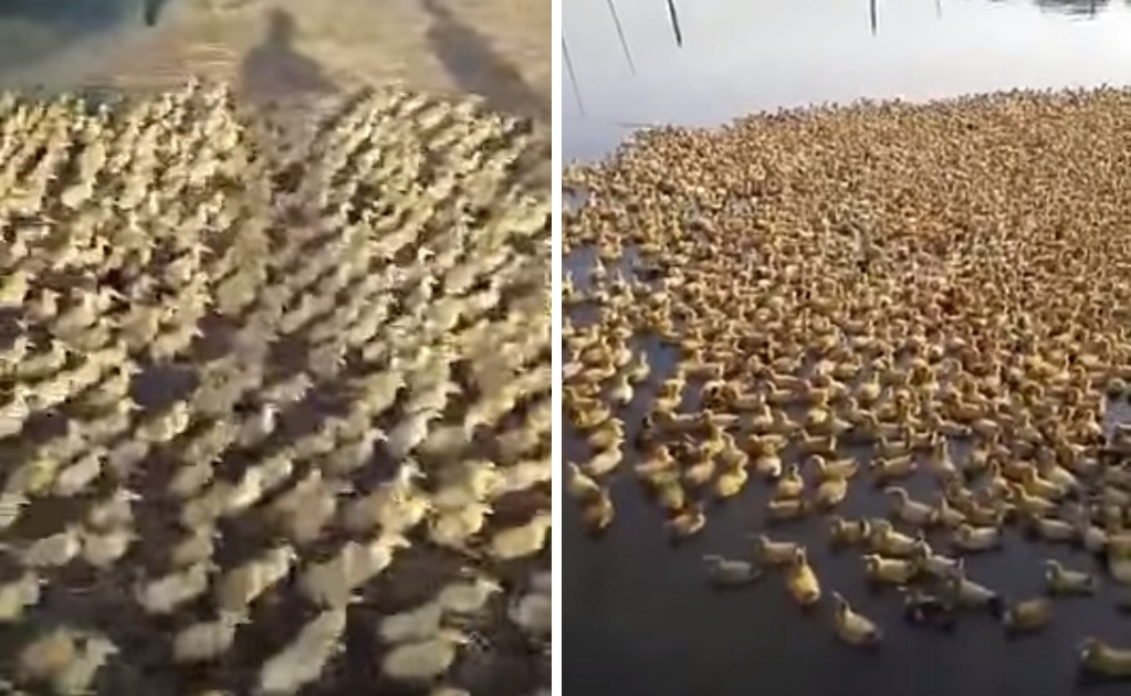 Miles de patitos se dan su primer chapuzón; video es viral