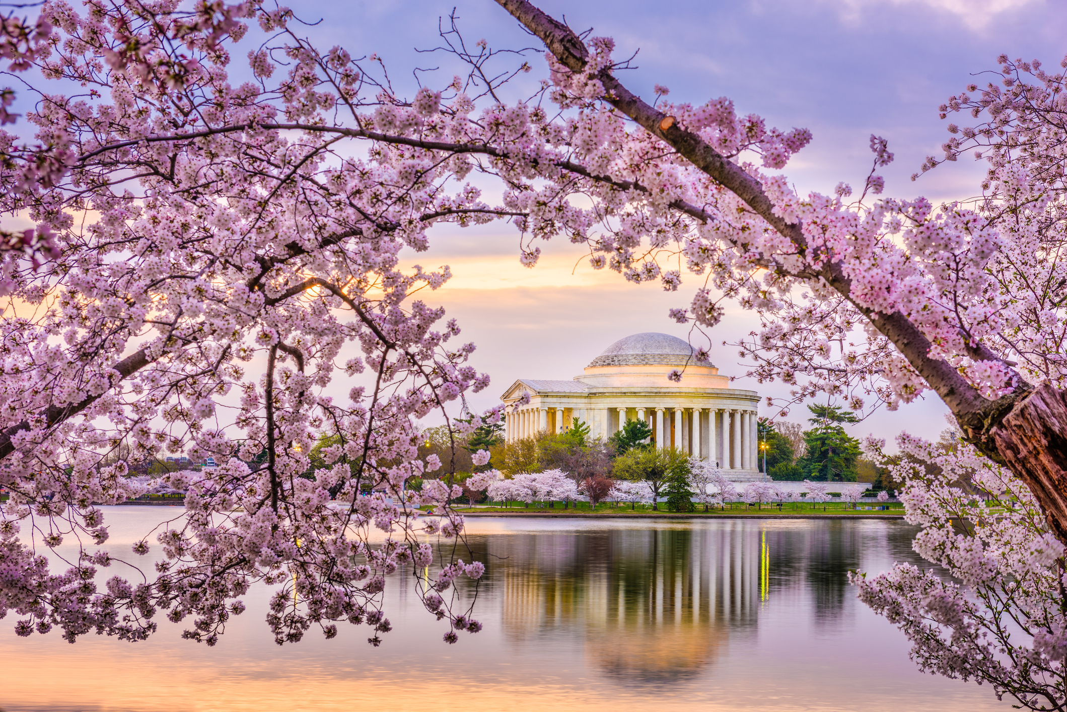 Festival de los Cerezos 2024 en Washington D.C.: Fechas, actividades y desfile espectacular