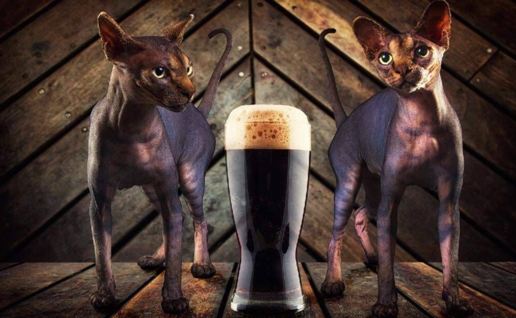 Meow, a beer to help rescued cats