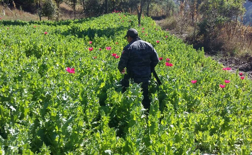 PGR destruyó 50 hectáreas de marihuana en Oaxaca en 2016