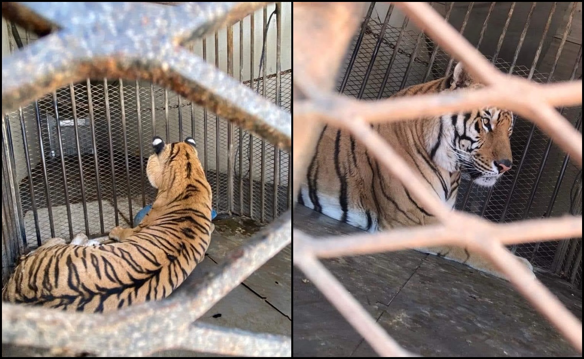 Aseguran un tigre de bengala en la garita San Emeterio de Sonoyta, Sonora 