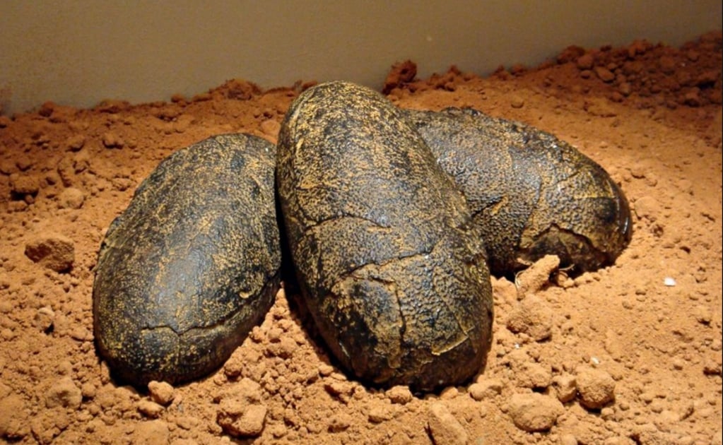 Los huevos de dinosaurio tenían un periodo de incubación de 3 a 6 meses