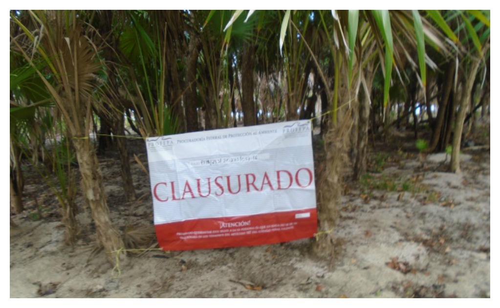 Clausura Profepa predio por destrucción de especie amenazada en Q.Roo