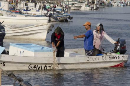 EU, a punto de decidir bloqueo pesquero a México por daño a totoaba y vaquita marina