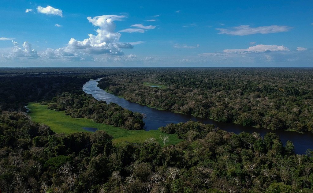 Banco Mundial y BID se unen para combatir deforestación en el Amazonas
