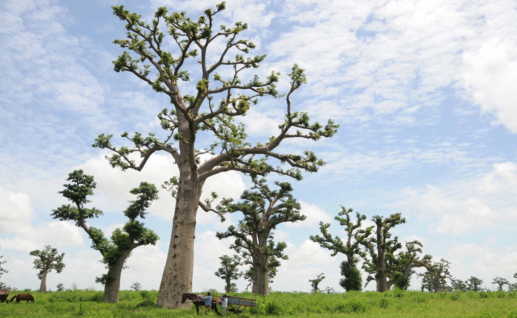 Revelan misteriosa mortandad de árboles milenarios de África
