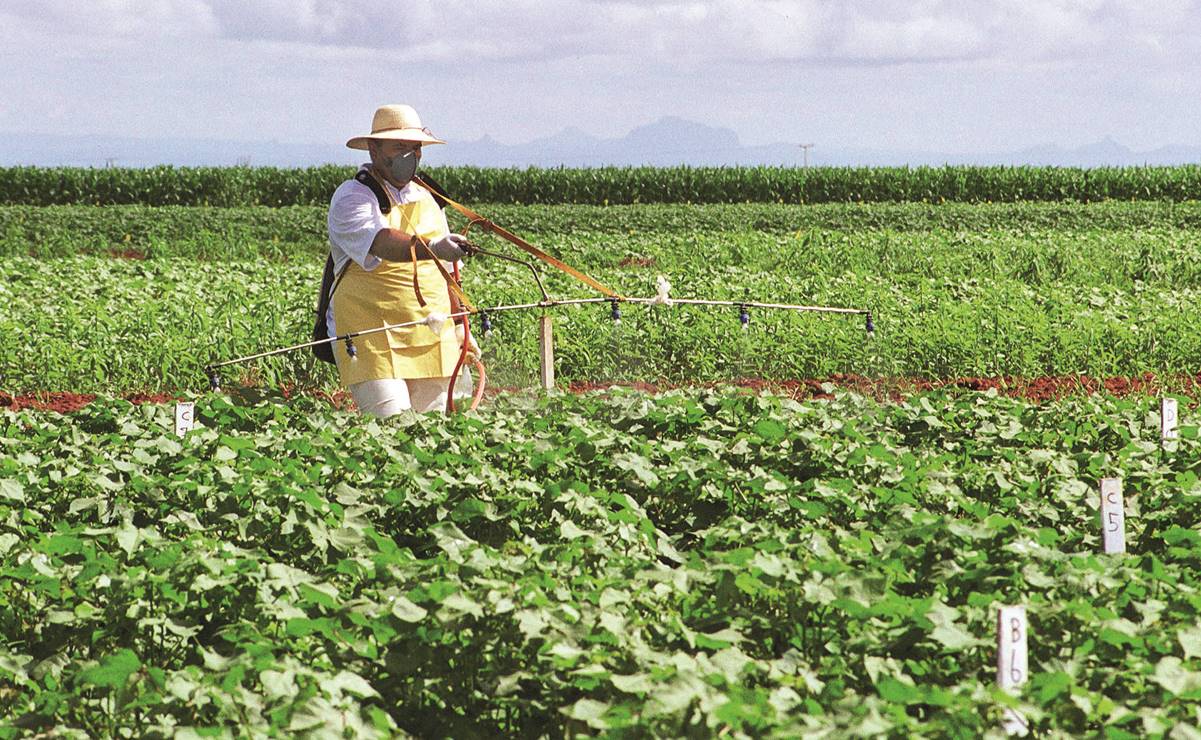 Alimentos modificados, tan seguros como los naturales: especialistas